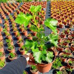 Josta - kríženec ríbezle a egreša (Ribes nidigrolaria) - stredne skorá 100-120 cm, kont. C2L - KRÍKOVÁ
